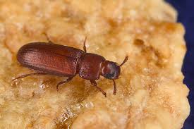 flour beetles in bedroom what to do