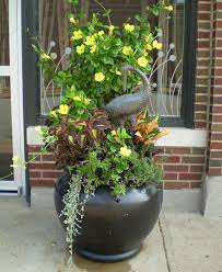Pin On Garden Ideas Container Plants