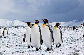 Emperor penguin anatomy and appearance. King Penguin Facts Pictures More About King Penguin