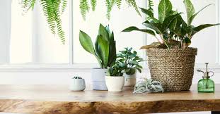 Top 10 Indoor Plants You Should Have In