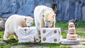 Adorable polar bear cub celebrates first birthday at German zoo - CGTN