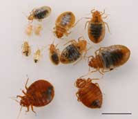 bed bug management guidelines uc ipm