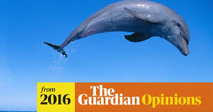 The chemical language is based on the emission of odorous substances called pheromones. These Dolphins Talk To Each Other Why Do We Insist It Isn T Language Language The Guardian
