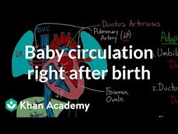 Baby Circulation Right After Birth Video Khan Academy