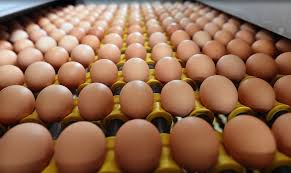 Informasi yang anda cari adalah pabrik mie gringsing. 1 2 Ton Telur Bansos Dimusnahkan Pemkab Majalengka Penerima Tidak Ada Bagian 1