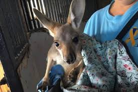 stolen baby kangaroo