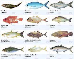 في السعودية السمك أنواع أنواع الأسماك