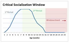 A puppy socialization checklist would not be complete without mentioning the benefit of exposure to new environments. Training Is Communicating Dogspeak Llc Blog