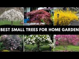 Ornamental Trees For Front Yard