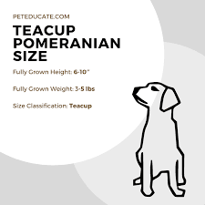 how big do teacup pomeranians get
