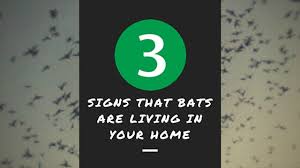 3 Signs That Bats Are Living In Your Home
