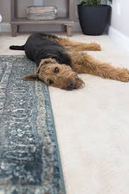 the carpet with petproof