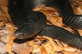 eastern indigo snake