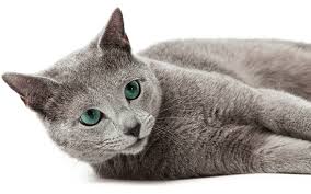 The ultimate guide to their history, types, characteristics. Understanding Your Russian Blue Cat Prettylitter