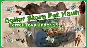 dollar pet haul ferret toys