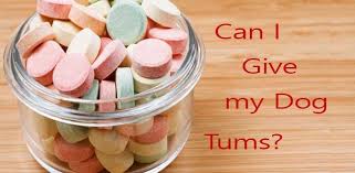 can i give my dog tums is it safe