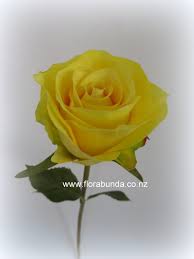 yellow rose um size single stem