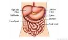 bowel
