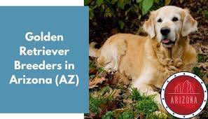 Oct 01, 2020 · inland empire golden retriever rescue west virginia. 31 Golden Retriever Breeders In Arizona Az Golden Retriever Puppies For Sale Animalfate
