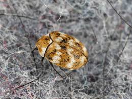 controlling carpet beetles northwest pest