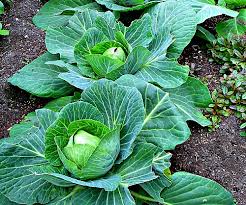 How To Grow Cabbages In Uganda