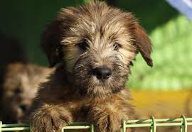 This is a very popular celebration day in the united states. National Puppy Day 2021 Cute Pictures Famous Quotes About Dogs