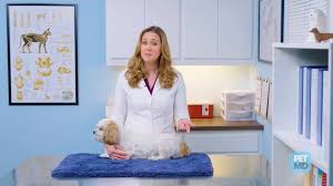 The veterinary surgeon must cut through the dog's abdominal wall muscles during the procedure, making her entire torso very sensitive and tender. Spaying And Neutering Dogs 101 The Procedure Recovery And Costs Petmd