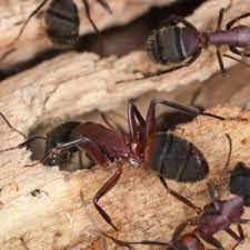 top 5 questions about carpenter ants