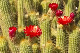 10 Beautiful Botanical Gardens In Arizona
