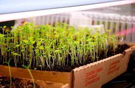 Start Seeds Indoors For Gardening
