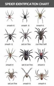 Spider Identification Chart Meme