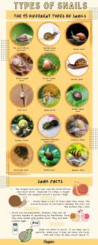 15 diffe types of snails pictures
