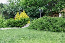 types of evergreen bushes common