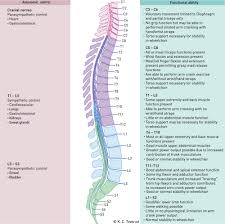 Important Nerves In The Body And What They Do Northeast
