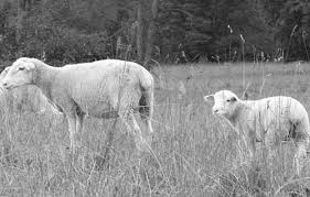 Choosing Breeds For Producing Profitable Market Lambs