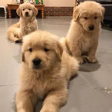 I am a member in good standings with the american kennel club and a current member and past board member of yankee golden retriever club and past member of the framingham district kennel club and. Beautiful Kci Registered Golden Retriever Puppies Ma Dogs For Sale In Adarsh Nagar Hisar Click In