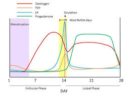 Hormone Levels During Menstrual Cycle Pregnancy And Birth