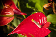 Are anthuriums toxic to pets?