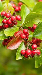 Hawthorn, crataegus monogyna is a vitamin b1 and manganese rich fruit supports for cardiotonic, vasodilator, coronary and hypotensive activity. Crataegus Persimilis Hawthorn Tree Best Tree For Wildlife