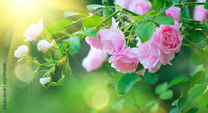 beautiful pink rose blooming in summer