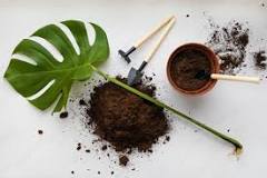Is coco coir good for Monstera?