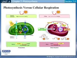 Photosynthesis Vs Cellular Respiration