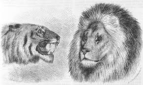 Tiger Versus Lion Wikipedia