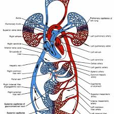 Cardiovascular system is primarily considered as the human body's transport system. 1 The Circulatory System From Tortora And Anagnostakos 1990 Download Scientific Diagram