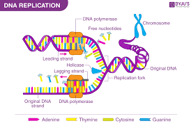 what is dna meaning dna types