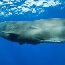 whales have regional accents