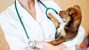 the best gifts for veterinarians that