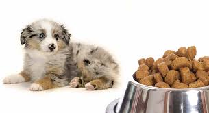 Feeding An Australian Shepherd Puppy Routines And Schedules