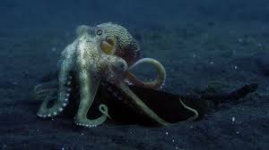 an octopus s garden more than just a