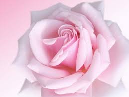 light pink rose hd wallpapers on